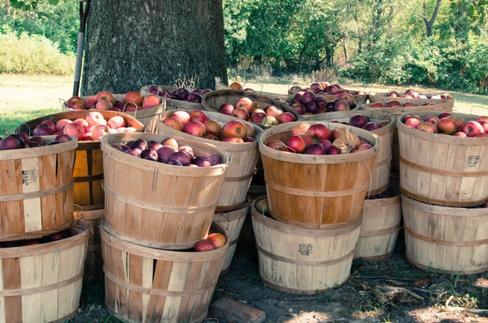 Apples bushel things