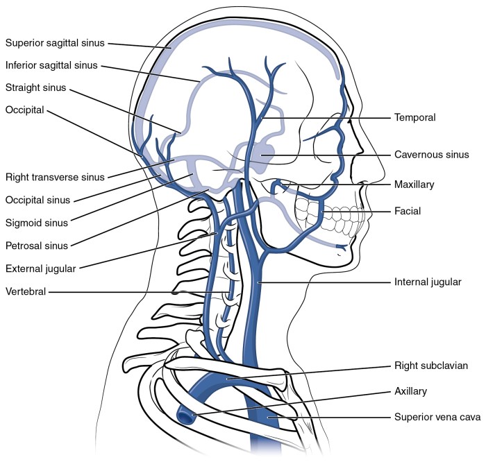 Label the veins of the head and trunk