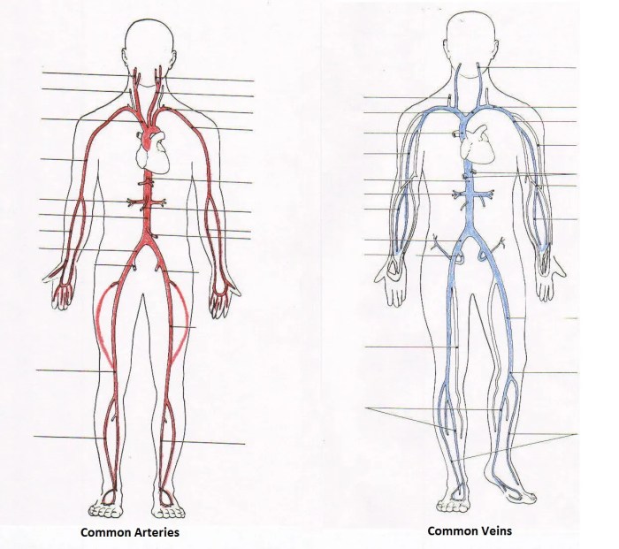 Label the veins of the head and trunk