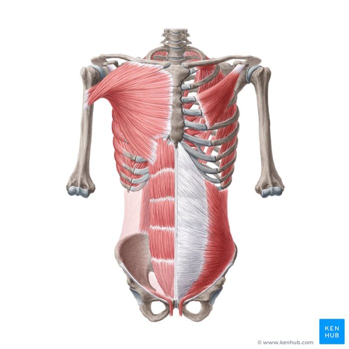 Human diagram showing anatomy crucial veins neck head