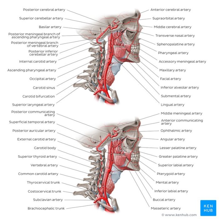 Veins vena