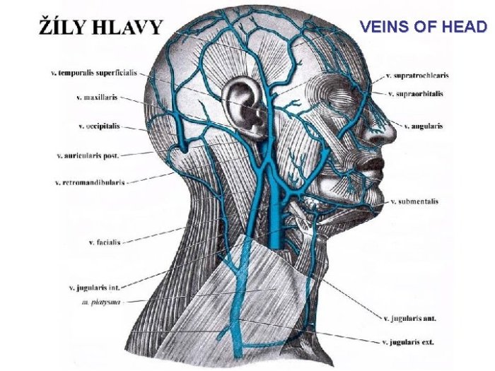 Head muscles neck trunk face scientistcindy system muscular review location