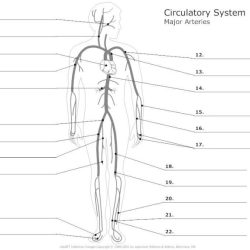 Veins label expert answer answers