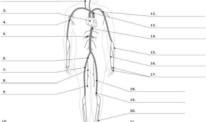 Veins label expert answer answers