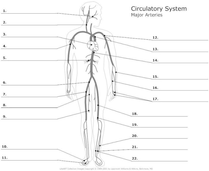 Veins label expert answer answers