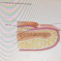 Drag each label to the appropriate anatomical structure