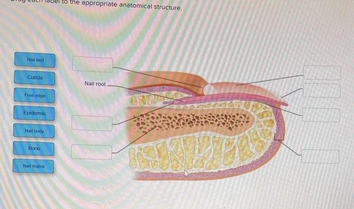 Drag each label to the appropriate anatomical structure