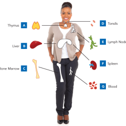 Irritability cognitive impairment and impaired immune system