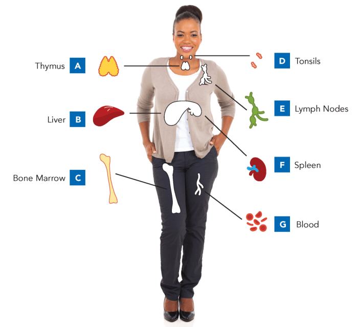 Irritability cognitive impairment and impaired immune system